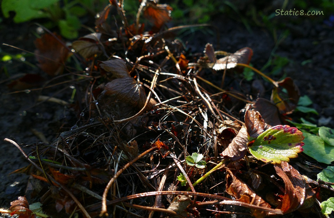 Mostly dead strawberry plant