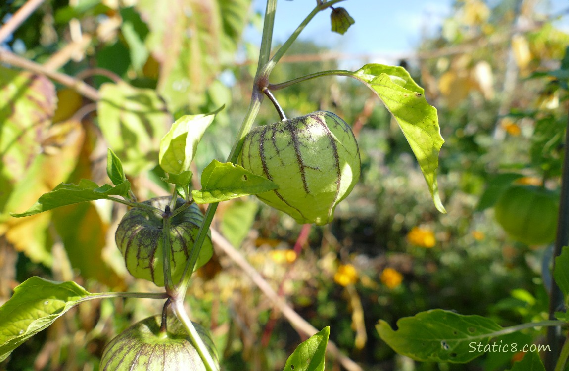 Tomatillos growing on the vine