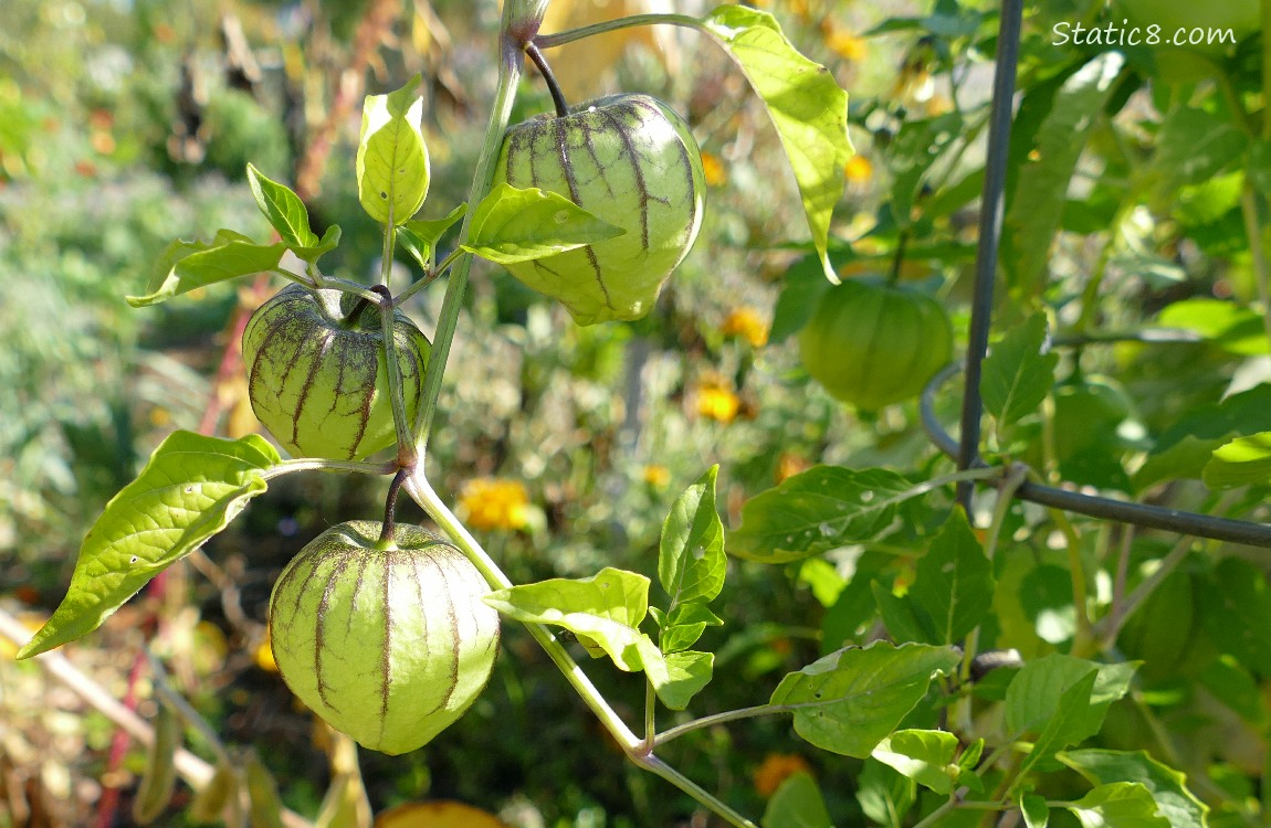 Tomatillos growing on the vine