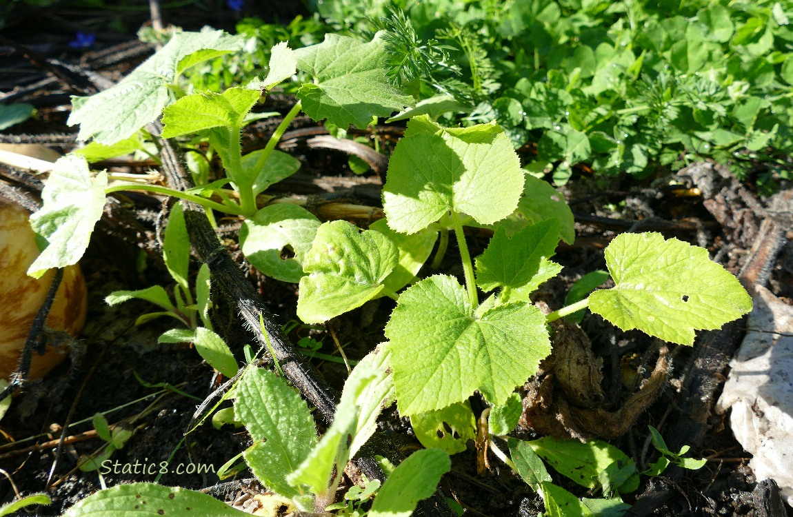 Squash seedlings