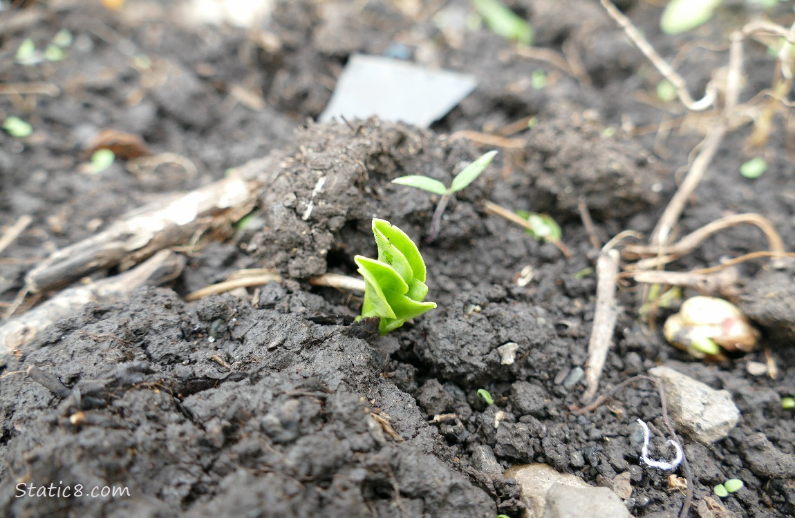 Fava seedling coming up out of the dirt