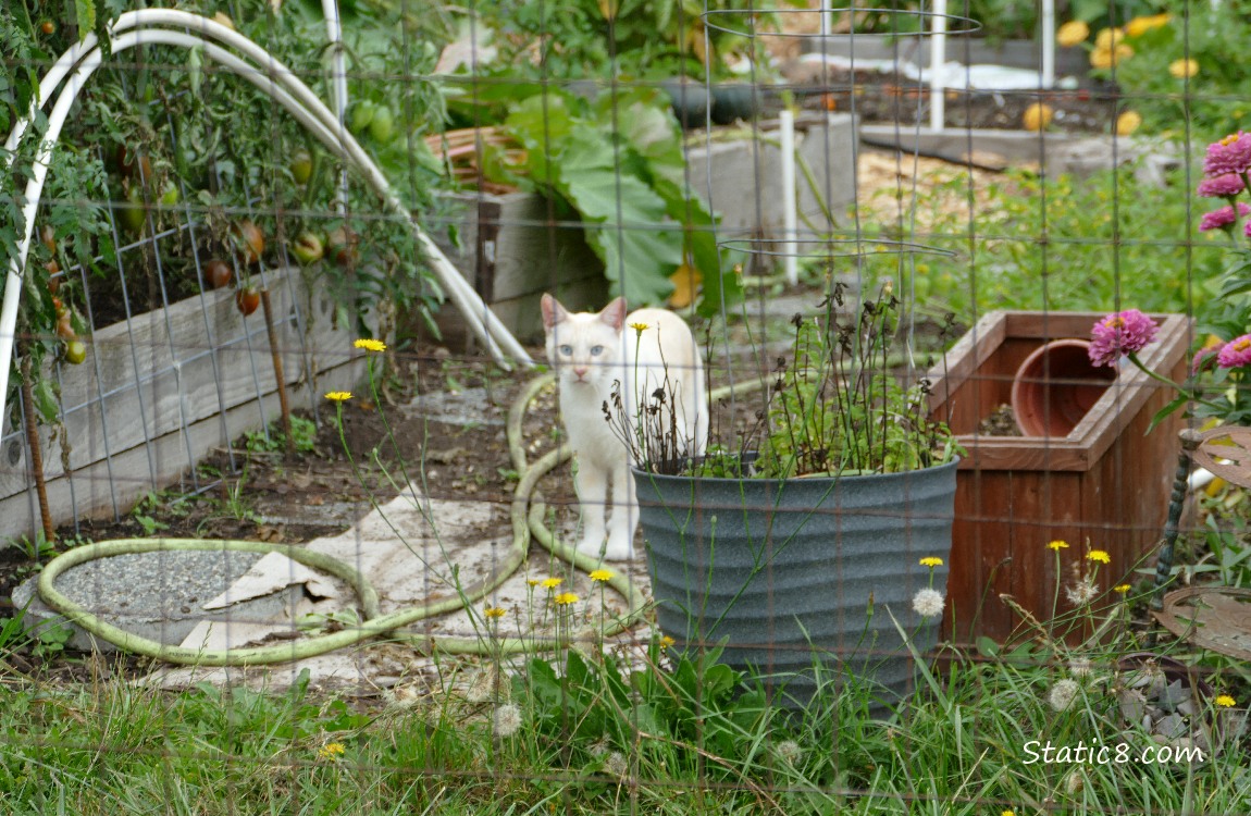 Cream coloured cat in the garden