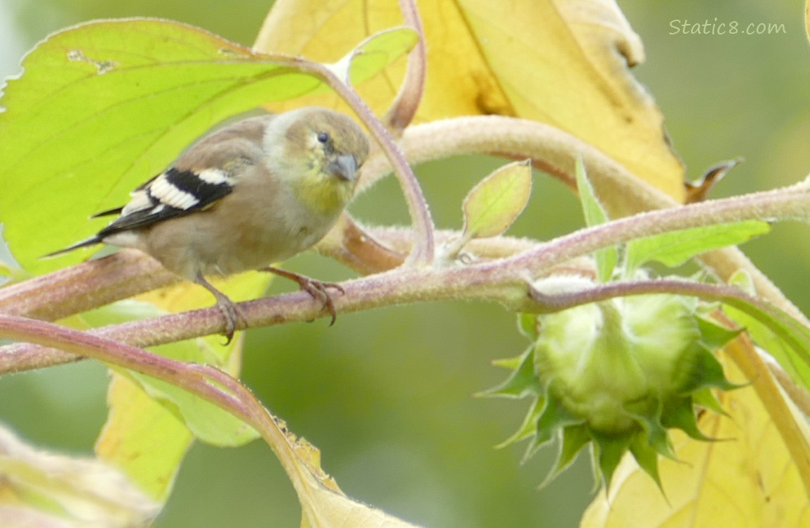 Goldfinch standing on a sunflower stalk