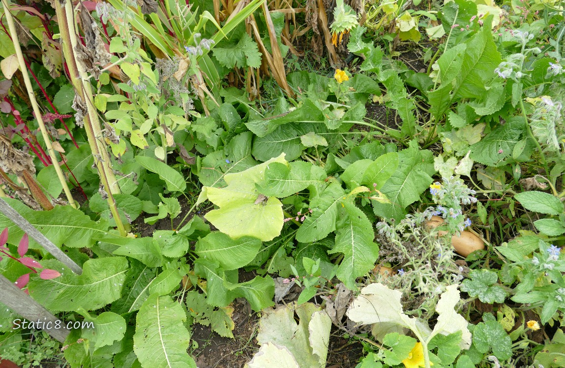 Horseradish plants in the garden