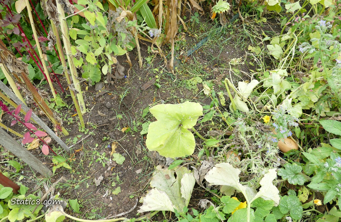 Garden plot clear of horseradish