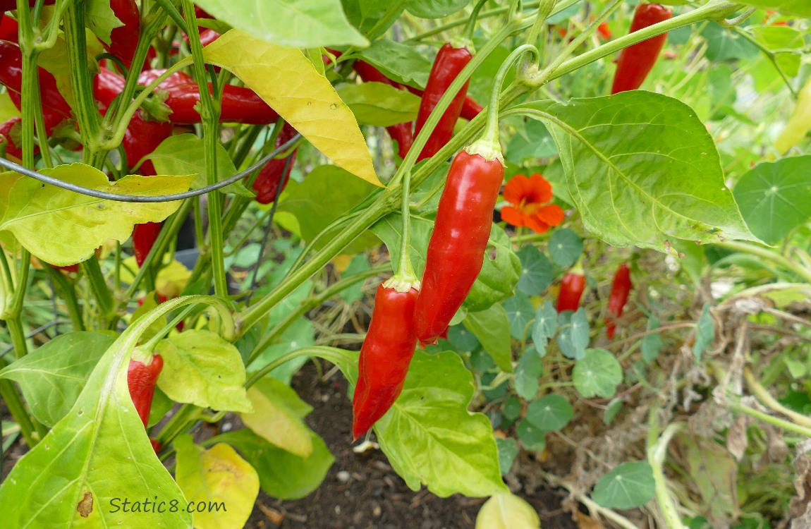 Red hot peppers growing on the plant