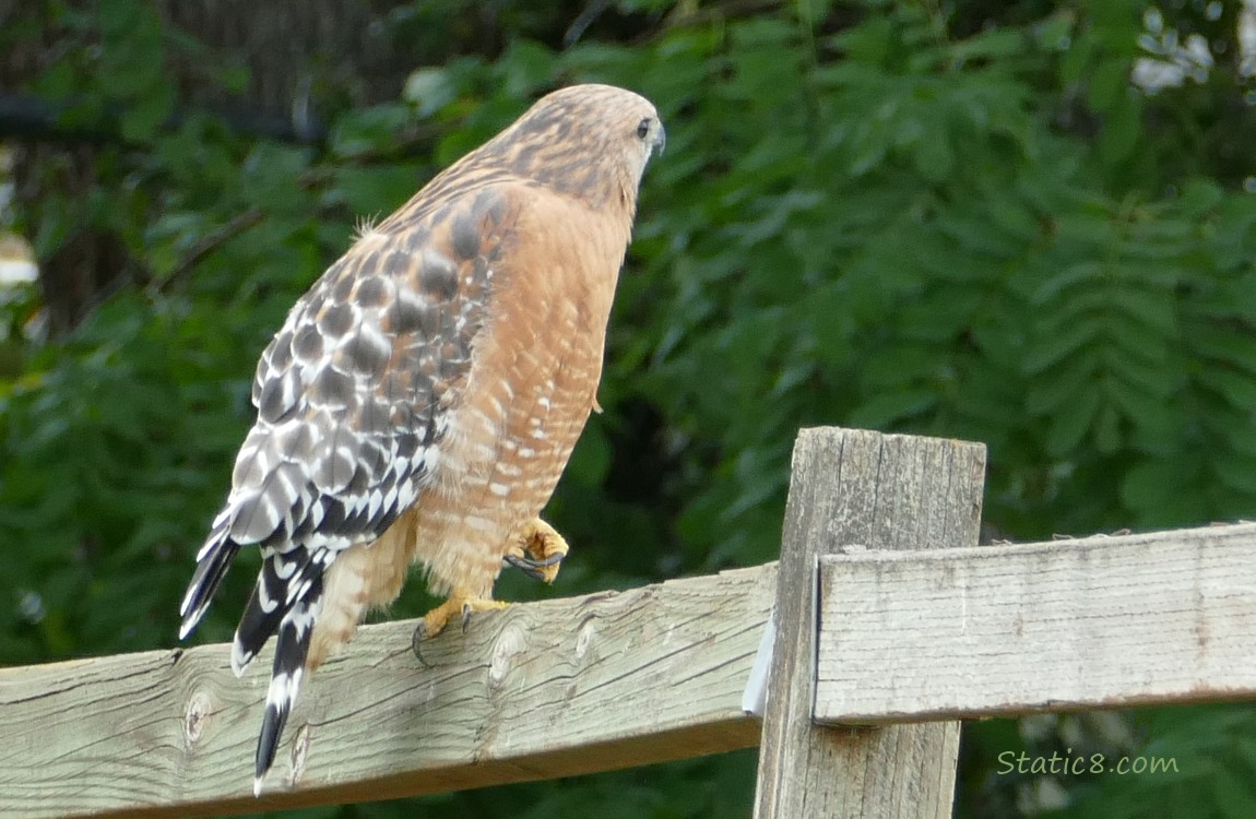 Red Shoulder Hawk standing on a wood fence with one foot lifted up