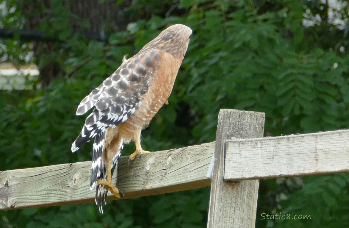 Red Shoulder standing on a wood fence, stretching her leg