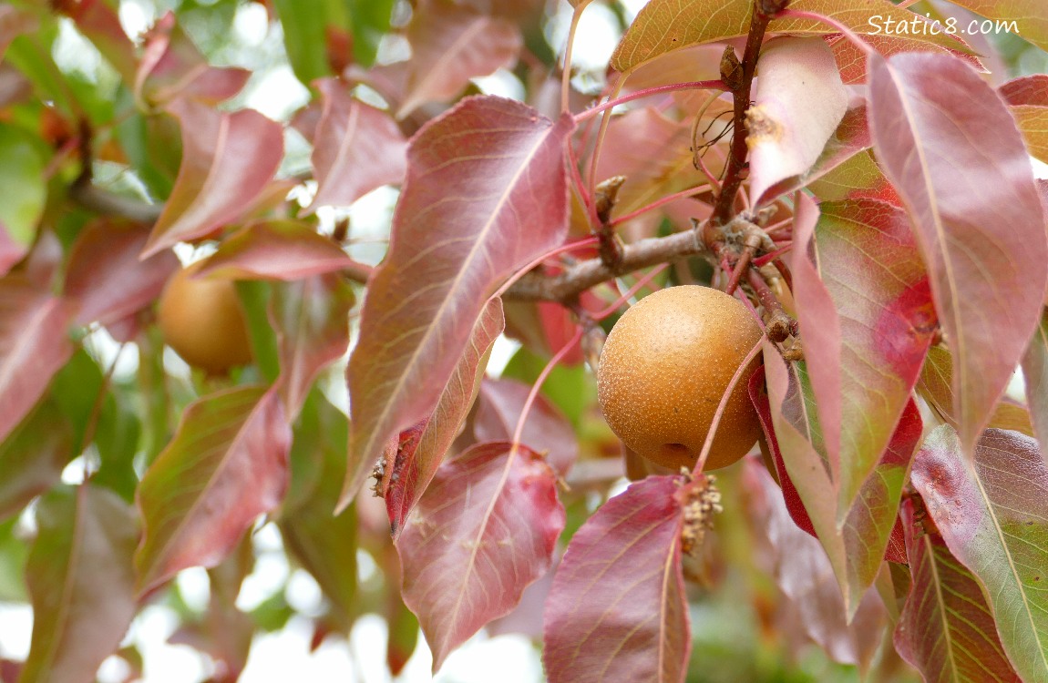 Unknown tree