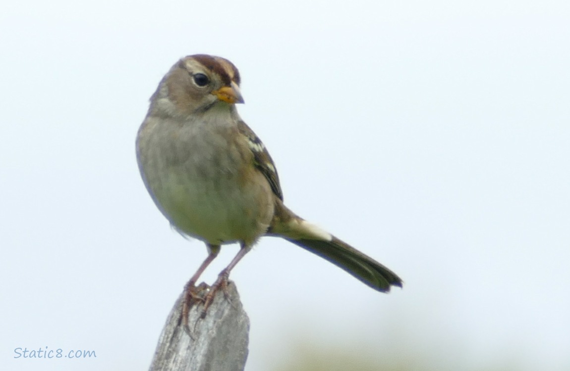 White Crown Sparrow standing on a wood post