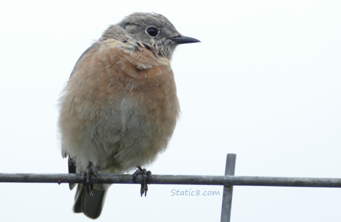 Bluebird standing on a wire trellis