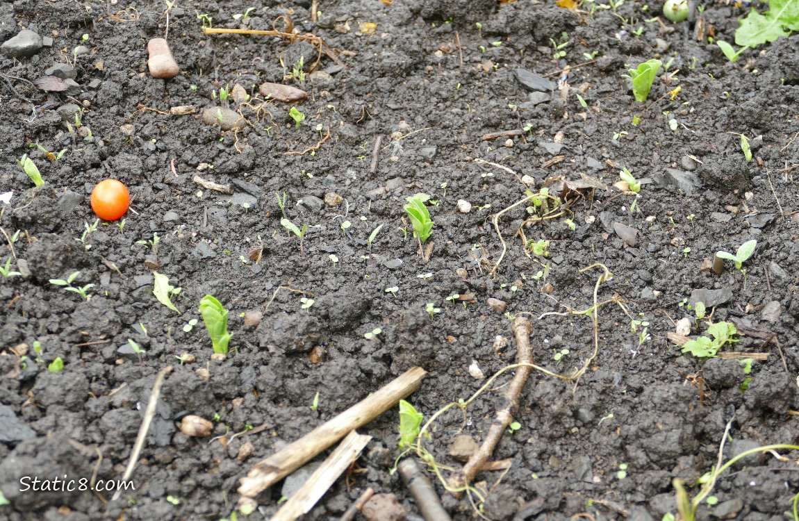 Fava seedlings growing out of the dirt