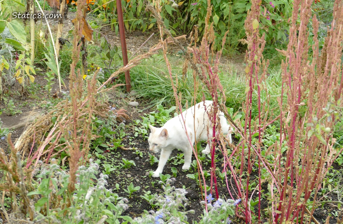 Cream coloured cat walking thru garden plot