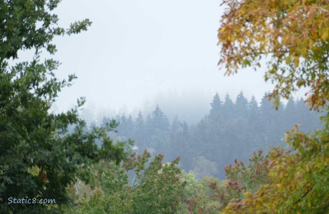 trees on the hill