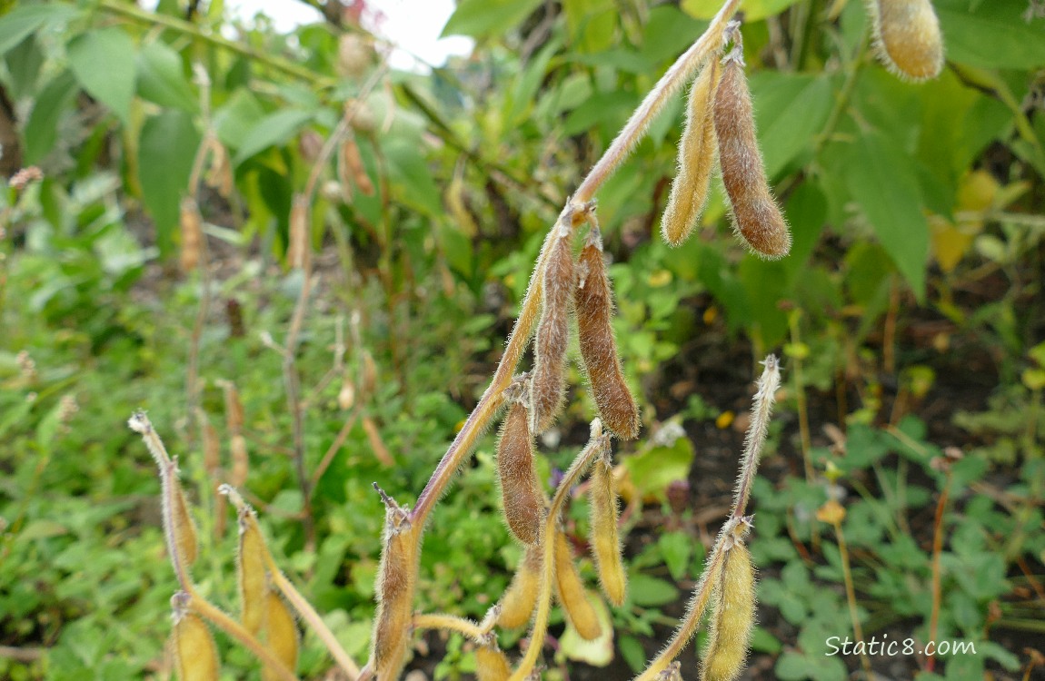 Soybeans