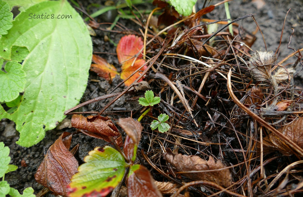 Strawberry plant