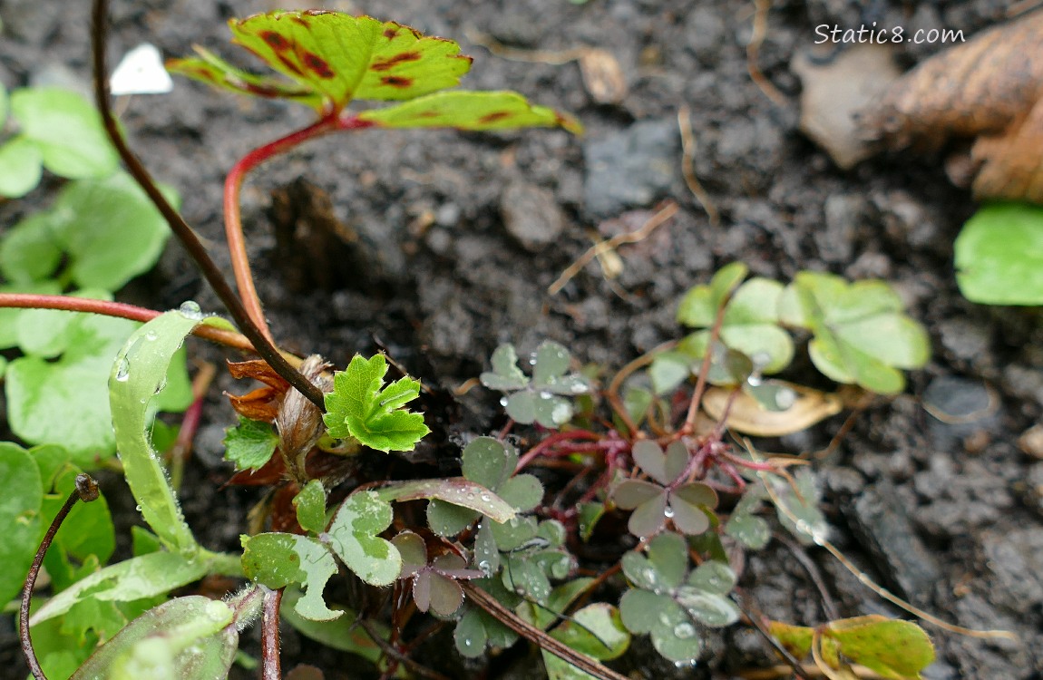 Strawberry plant with small Wood Sorrel plant next to it