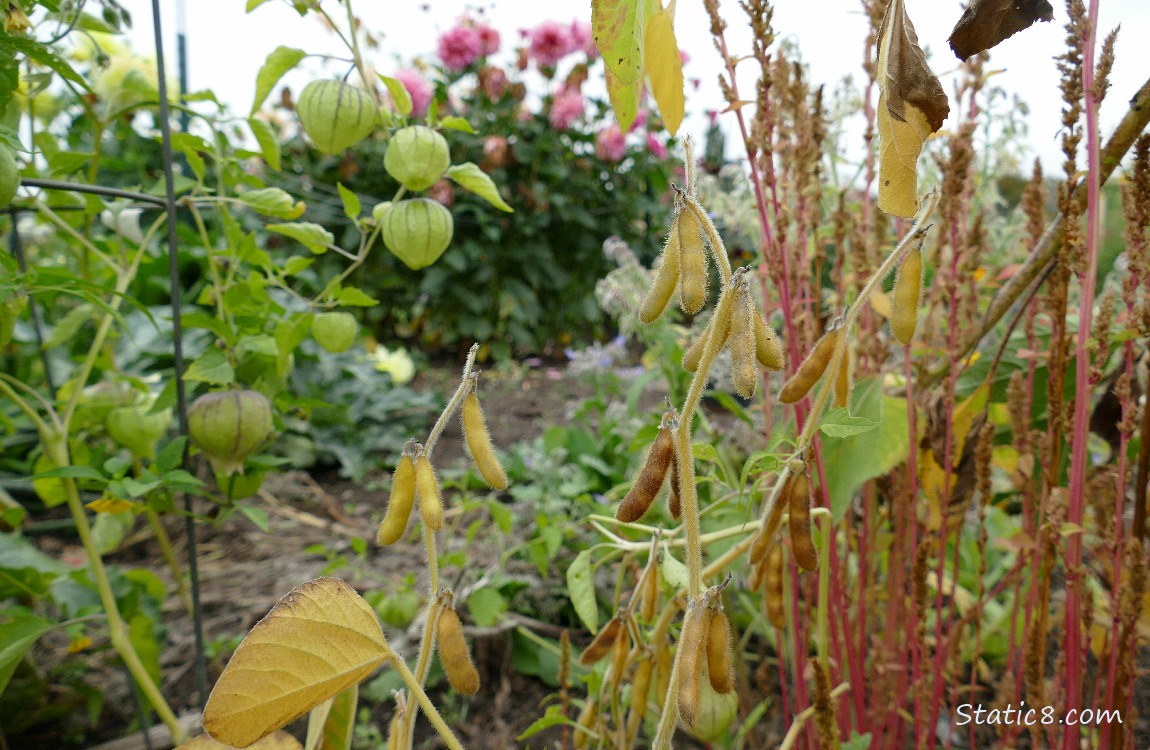 Plants in the Tofu Patch