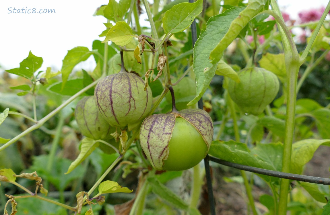 Tomatillo growing on the vine