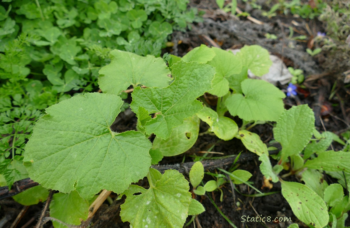 Squash seedlings