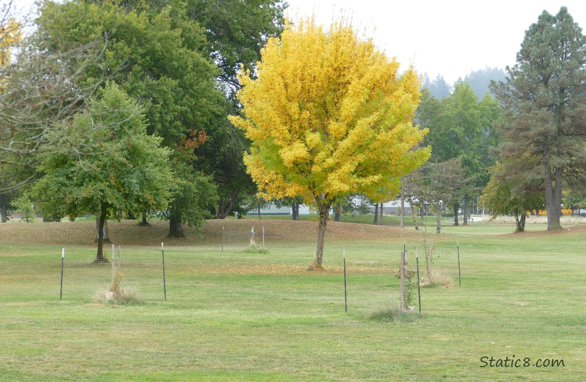 Trees and staked saplings