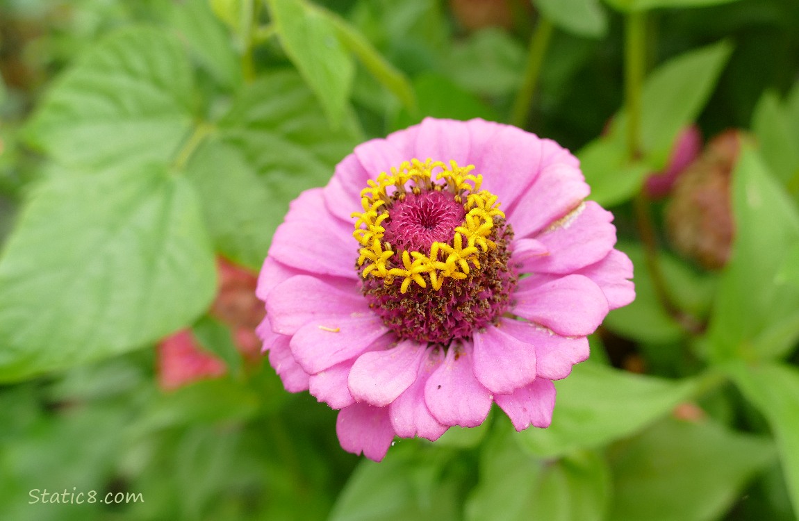 Pink Zinnia bloom