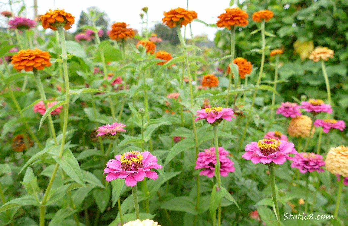 Many orange and pink Zinnia blooms