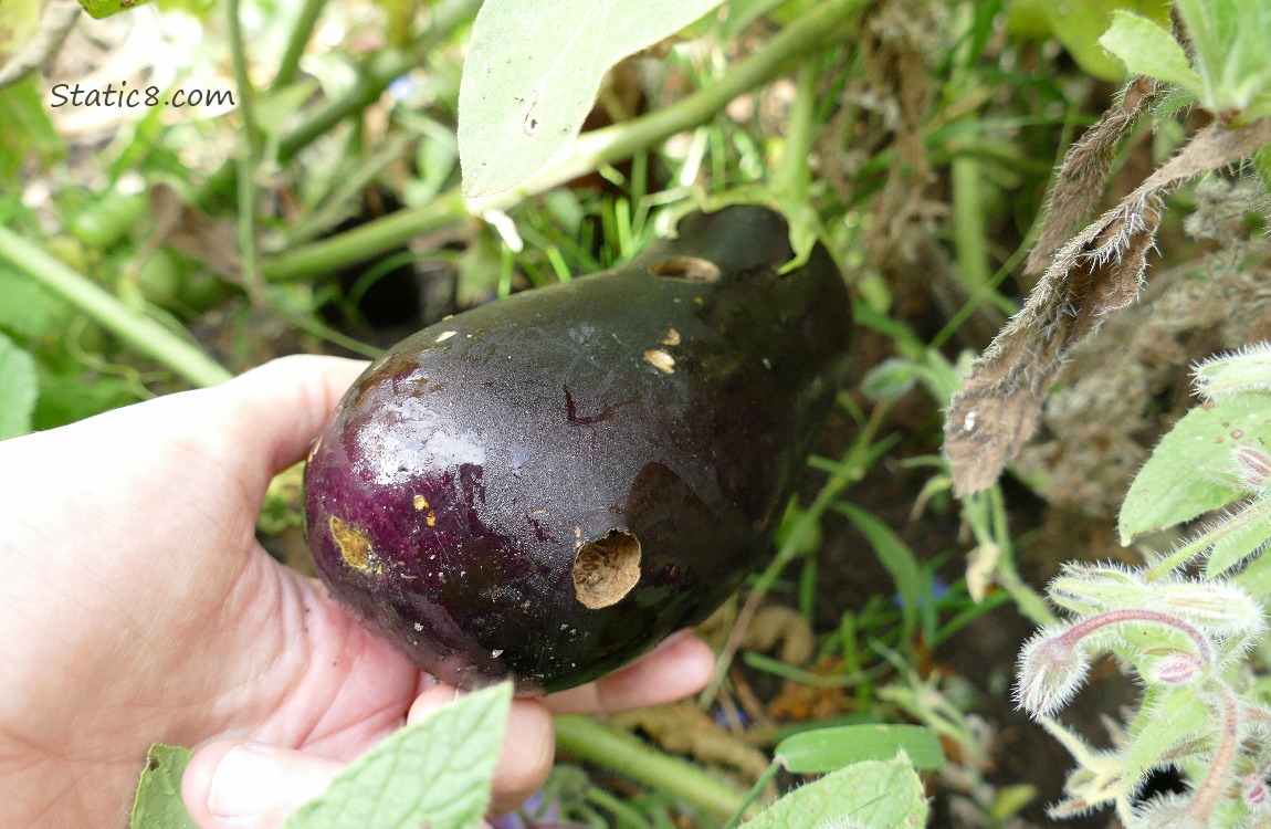 Aubergine with two slug holes