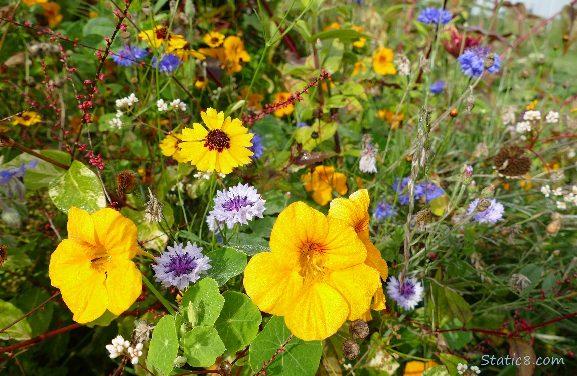 Nasturtiums, Bachelor Buttons and Blanket Flowers