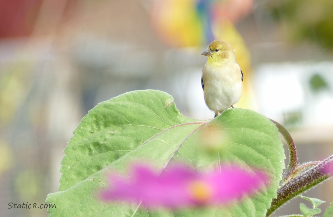 Goldfinch standing on a Sunflower leaf