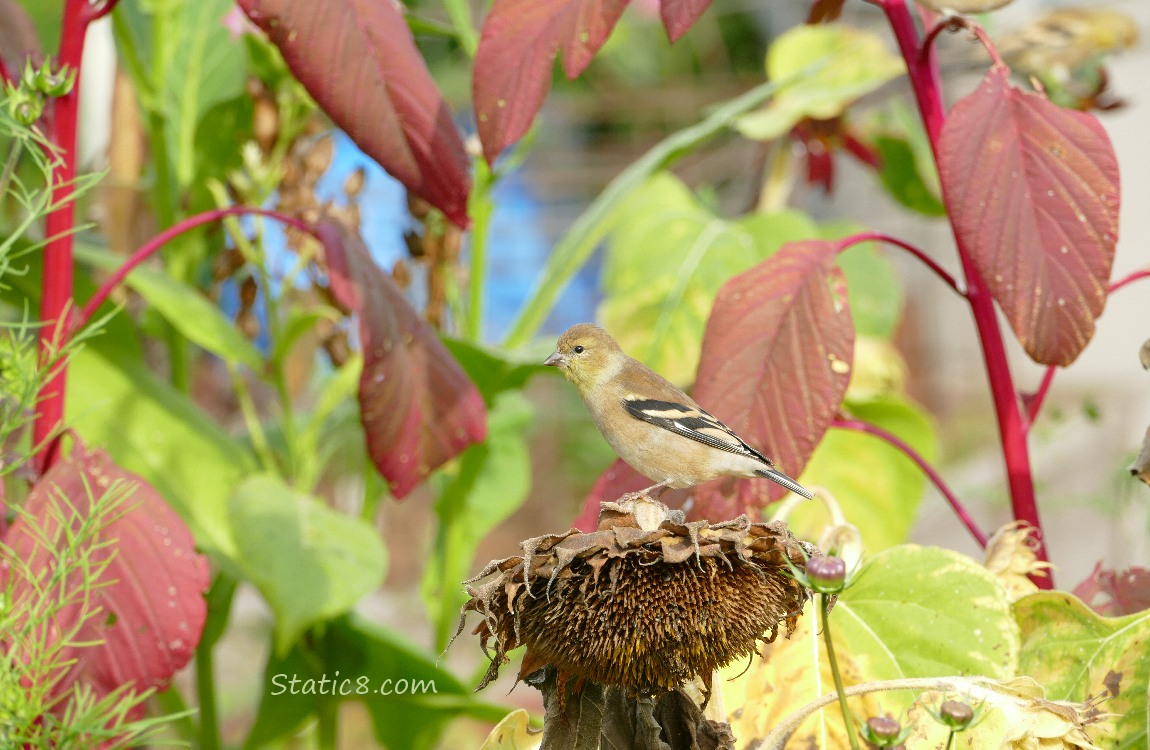 Goldfinch standing on a spent sunflower head