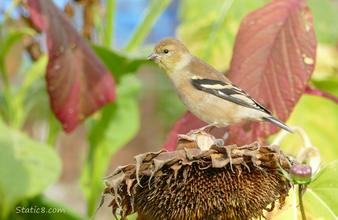 Goldfinch standing on a spent sunflower head