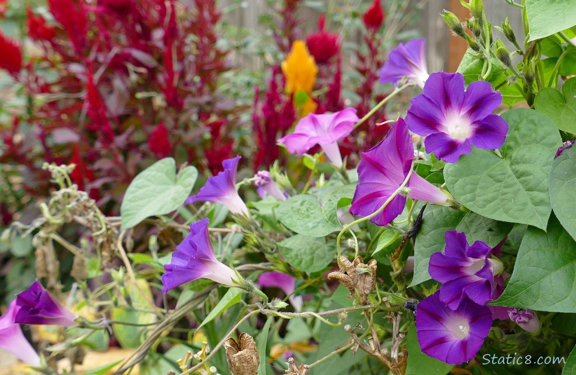 Purple Morning Glory blooms with Red and Gold Amaranth in the background