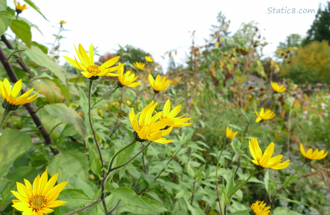 Sunchoke blooms