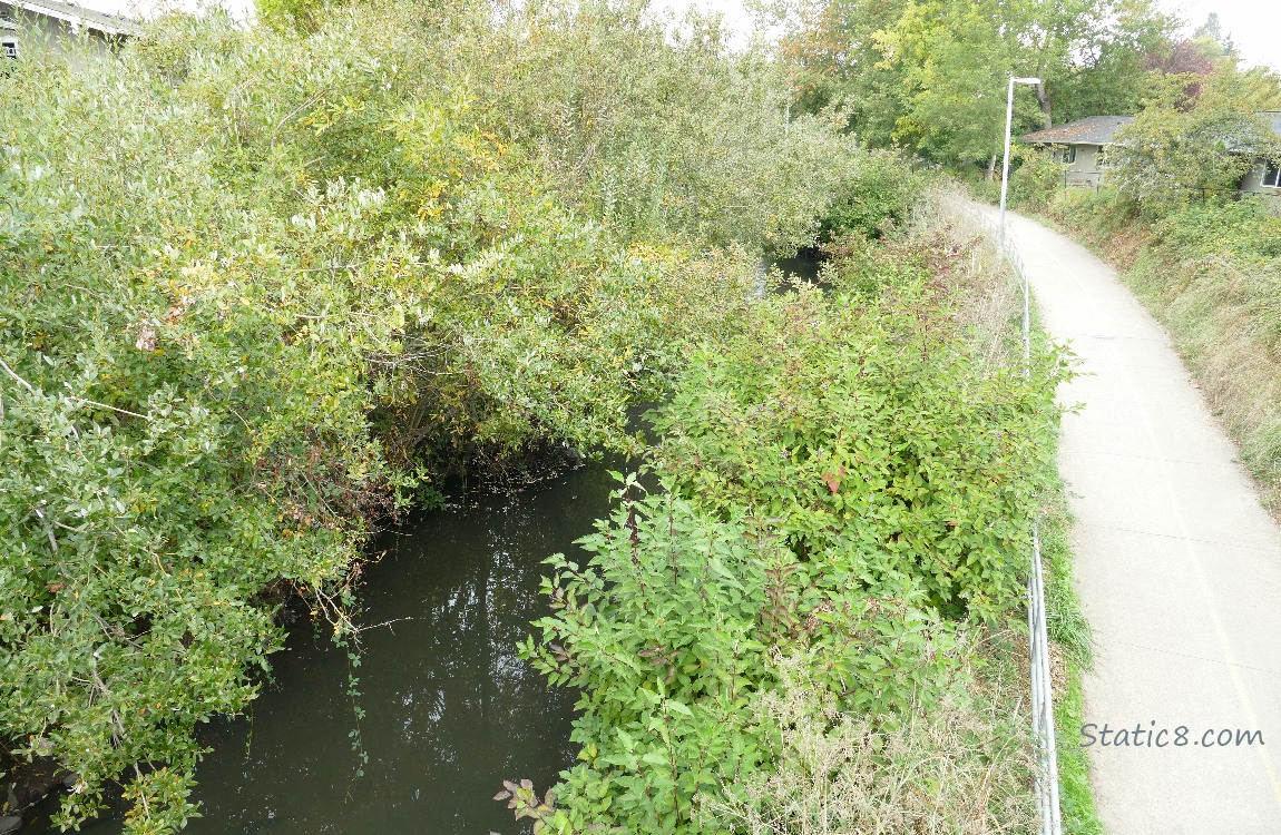 Looking down at the creek and bike path from a bridge