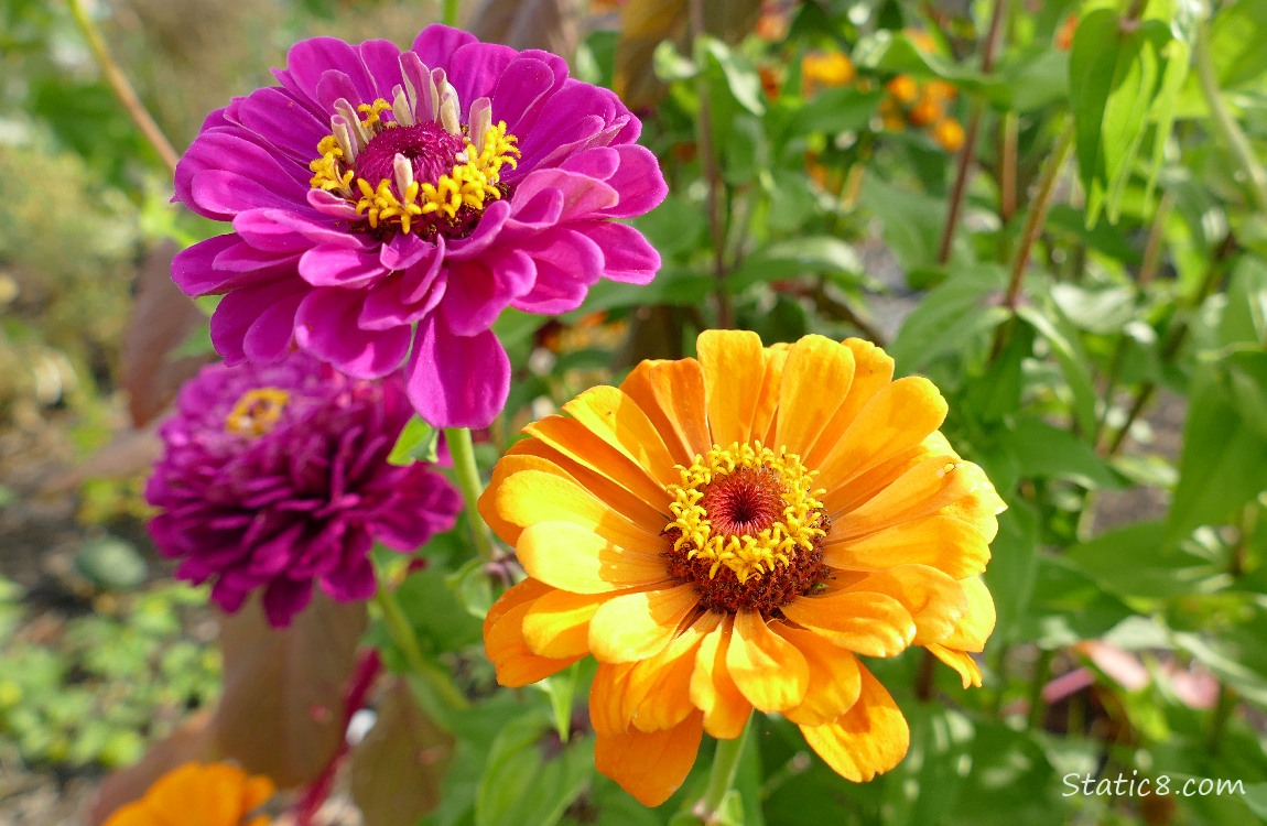 Purple and orange Zinnia blooms