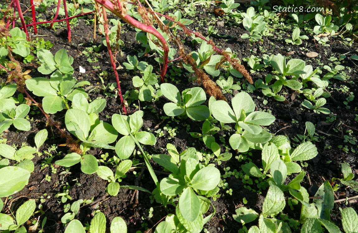 Fava seedlings coming up