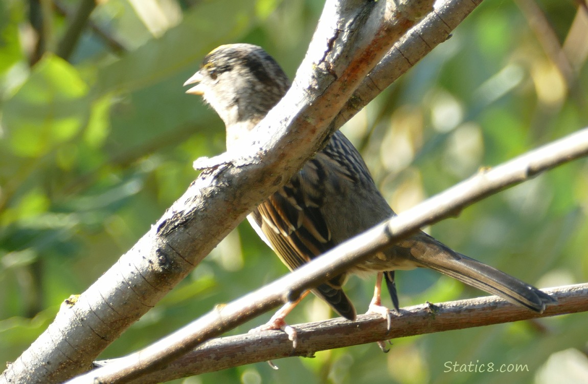 blurry Golden Crown Sparrow, looking away