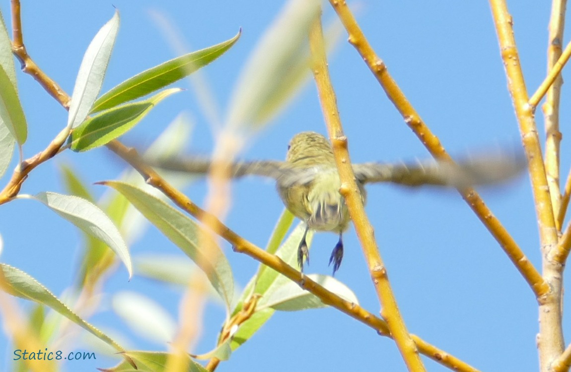 Goldfinch flying away