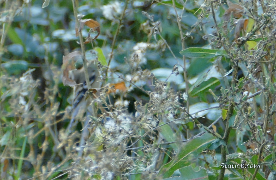 Goldfinch hidden behind leaves and bushes