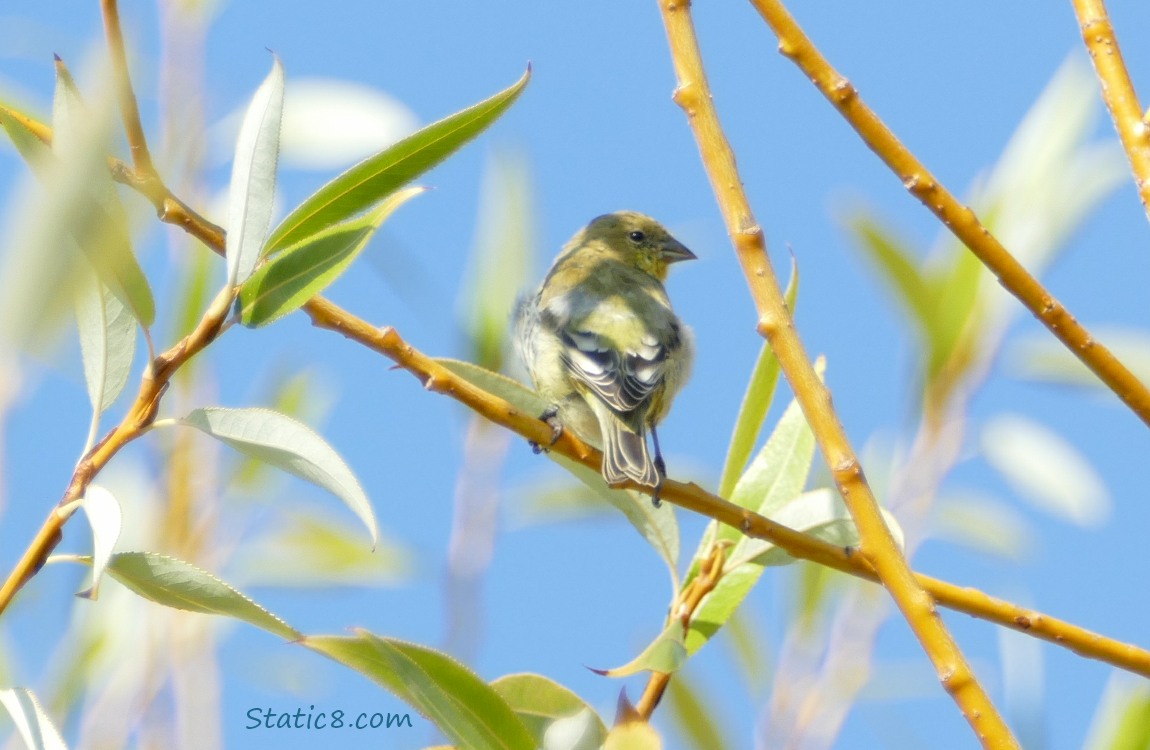 Goldfinch standing on a twig