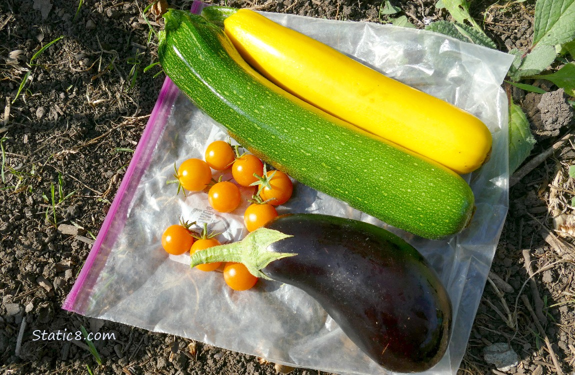 Harvested veggies laying on the ground