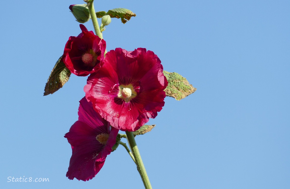 Red Hollyhock blooms in front of a blue sky