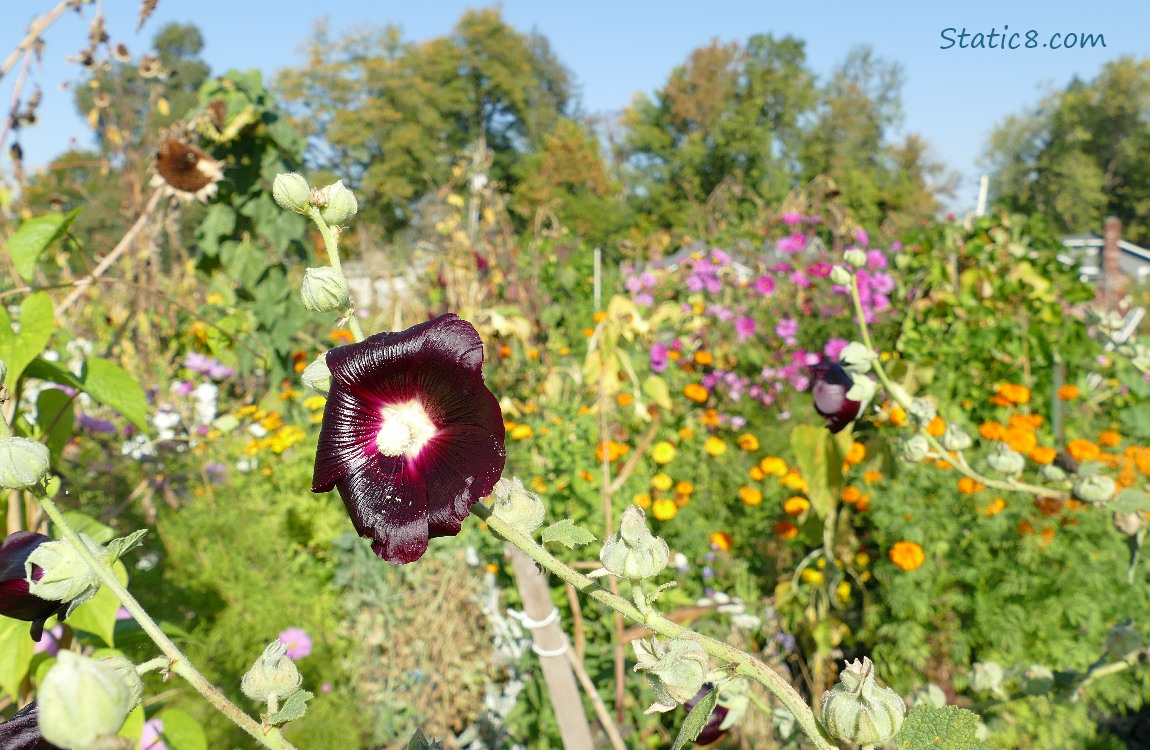 Hollyhock bloom in front of many flowers in the background of all colours