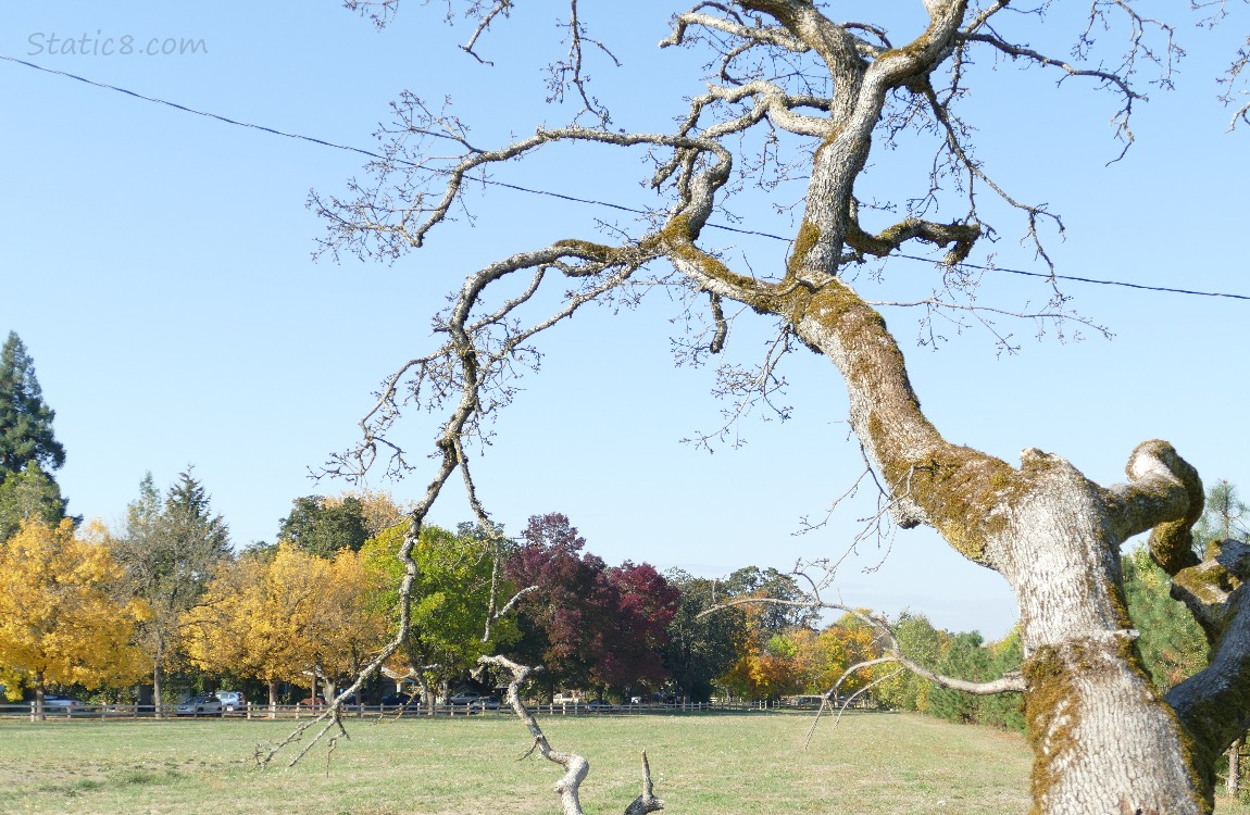 Autumn trees, past the dead branches of the leaning tree