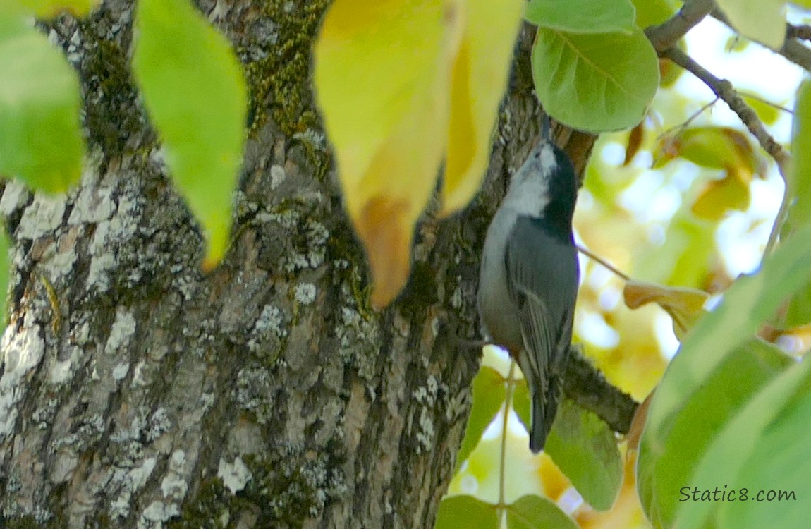 Nuthatch on the side of a tree trunk