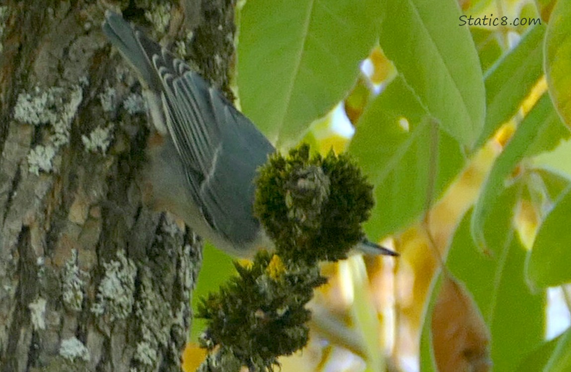 Nuthatch behind a clump of moss