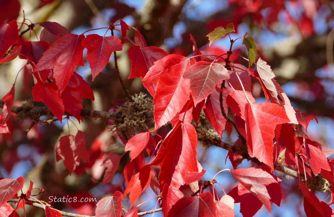 Red Maple leaves