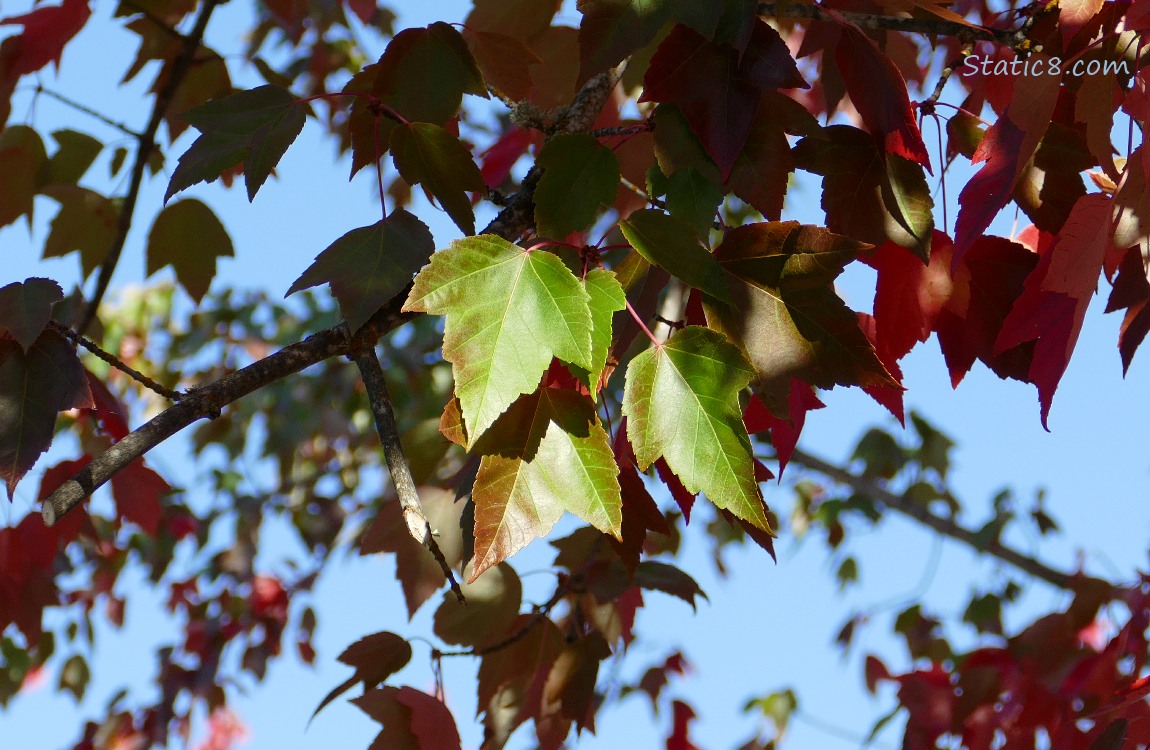 Red Maples leaves