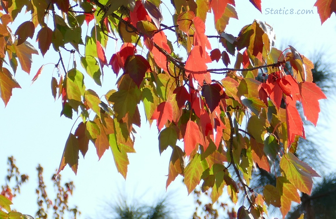 Red Maple leaves